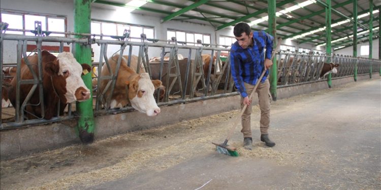 Memleketine dönüp babasından devraldığı besi çiftliğini devlet desteğiyle büyüttü