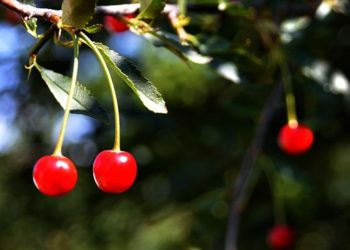 Farklı şehirlerde üretimi olumsuz etkileyen sıcak hava Sarıkamış’ta meyve ağaçlarına yaradı