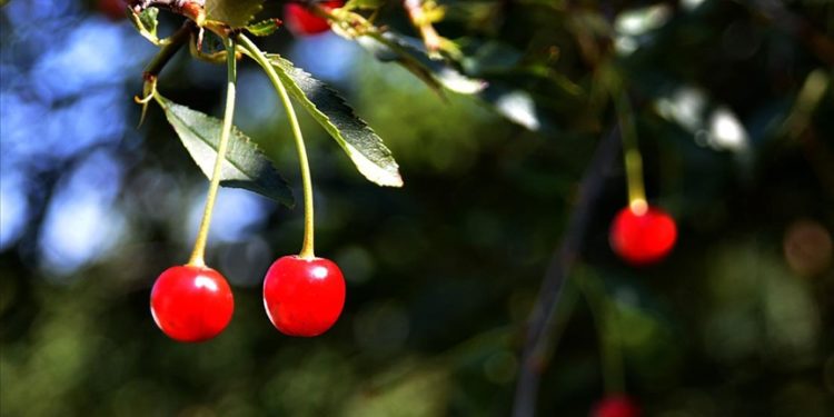 Farklı şehirlerde üretimi olumsuz etkileyen sıcak hava Sarıkamış’ta meyve ağaçlarına yaradı