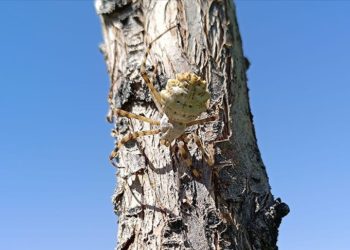 Malatya'da dünyanın en zehirli örümceklerinden biri görüldü