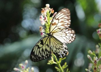 Konya Tropikal Kelebek Bahçesi temmuzda 117 bin 734 kişiyle ziyaretçi rekoru kırdı