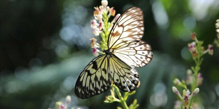 Konya Tropikal Kelebek Bahçesi temmuzda 117 bin 734 kişiyle ziyaretçi rekoru kırdı