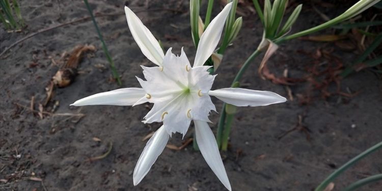 Muğla'da "kum zambakları" sahilleri süslemeye başladı