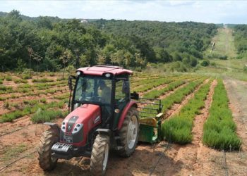 Sakarya Botanik Vadisi'nde üretilen biberiyede yüksek rekolte bekleniyor