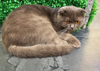 Yanlış mama kullanımı evcil hayvanlarda obezite riskini artırıyor