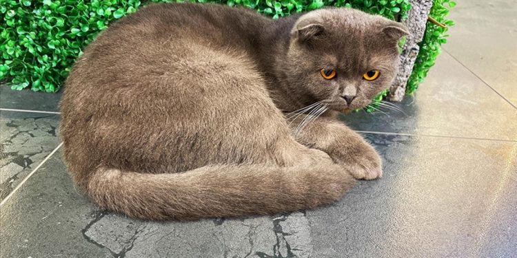 Yanlış mama kullanımı evcil hayvanlarda obezite riskini artırıyor