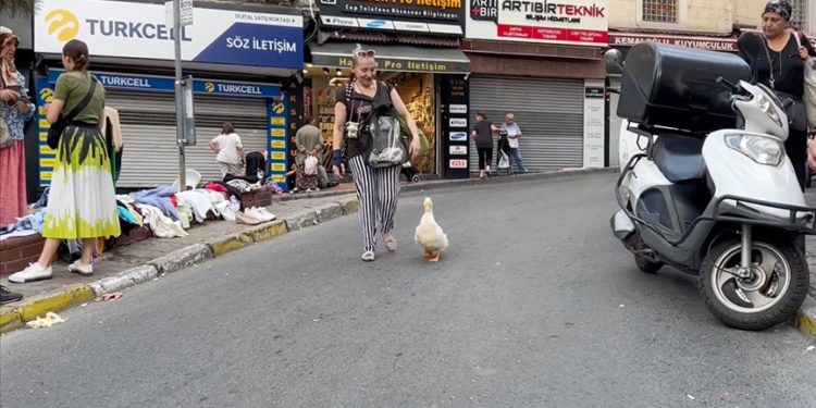 Alışverişe yanında götürdüğü ördeği pazarın maskotu oldu