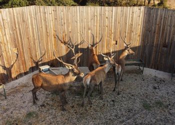 Salda Gölü kızıl geyiklerine kavuşuyor