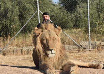 Iraklı hayvansever, beslediği aslanlar için 500 dönümlük alan tahsis edecek