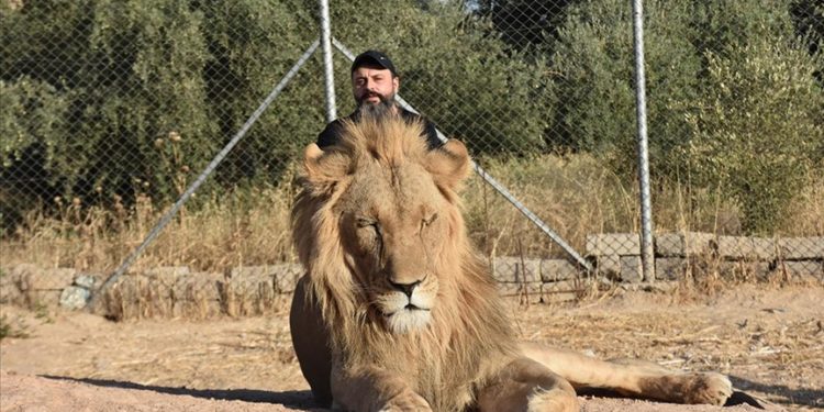 Iraklı hayvansever, beslediği aslanlar için 500 dönümlük alan tahsis edecek