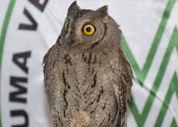 Şırnak'ta nesli tükenme tehlikesi altındaki 6 kuş korumaya alındı