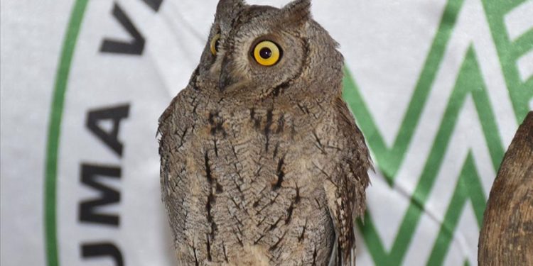 Şırnak'ta nesli tükenme tehlikesi altındaki 6 kuş korumaya alındı