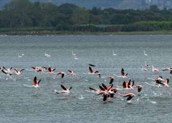 Yalova’da 254 kuş türüne ev sahipliği yapan Hersek Lagünü “kış kuşları”nı ağırlamaya başladı