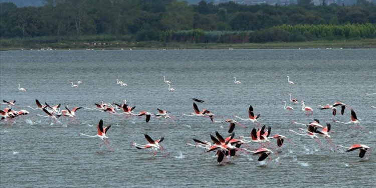 Yalova’da 254 kuş türüne ev sahipliği yapan Hersek Lagünü “kış kuşları”nı ağırlamaya başladı