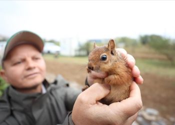 Yuvadan düşen sincap yavrusu özenli bakımla hayata tutundu