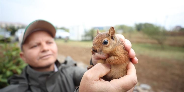 Yuvadan düşen sincap yavrusu özenli bakımla hayata tutundu