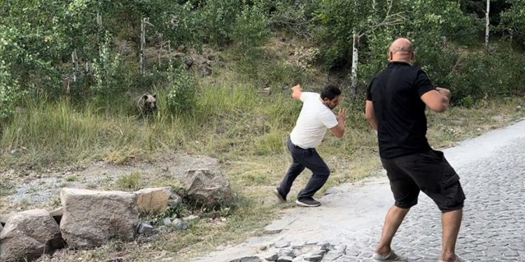 Nemrut Kalderası’na gelen ziyaretçilere bozayıları elle beslememeleri uyarısı