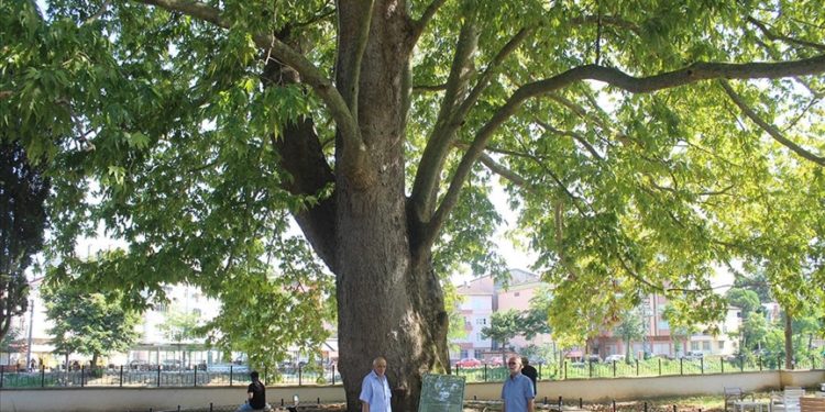 Samsun'da 547 yıllık çınar ağacı, serinlemek isteyenlerin uğrak noktası oldu