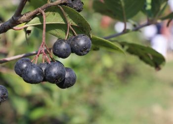 Yalova’da tescilli “Yalova aronyası” için hasat şenliği düzenlendi