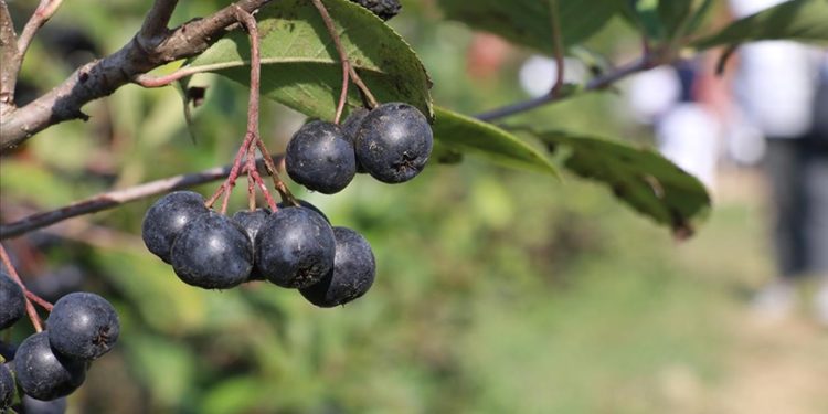 Yalova’da tescilli “Yalova aronyası” için hasat şenliği düzenlendi