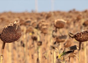 Kırklareli'nde kuraklıktan etkilenen ayçiçeğinin hasadı sürüyor