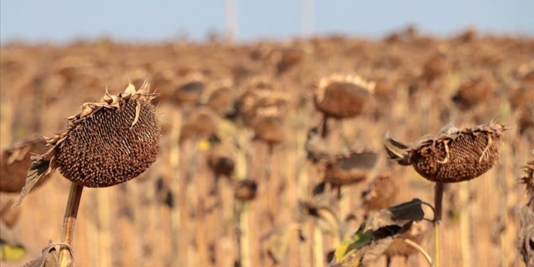 Kırklareli'nde kuraklıktan etkilenen ayçiçeğinin hasadı sürüyor