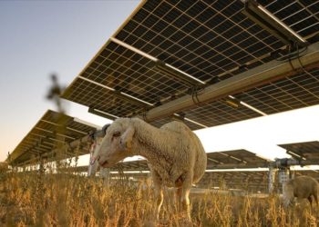 Avrupa’nın en büyük güneş enerji santrali küçükbaş için otlatmaya açıldı