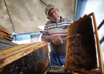Kırklarelili arıcıların bal hasadı devam ediyor