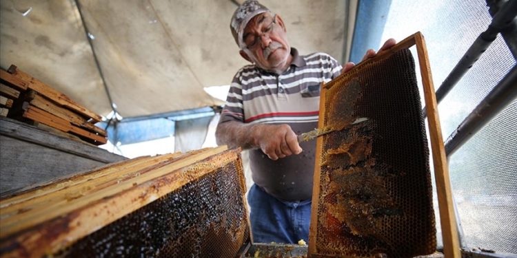 Kırklarelili arıcıların bal hasadı devam ediyor