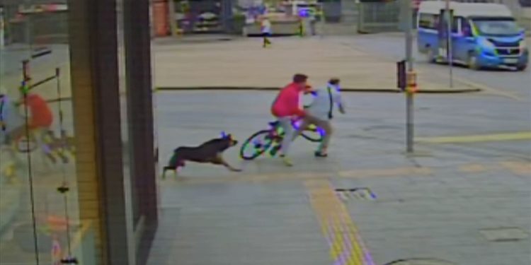 Sakarya'da sahipsiz köpekten kaçan bisikletli çocuğun yayaya çarpması kamerada