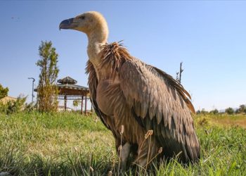 Van'da bitkin halde bulunan kızıl akbaba tedavi edilip doğaya salınacak