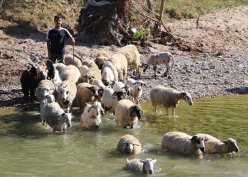 Köy hayatını tercih eden üniversite mezunu gencin hayali çiftlik kurmak