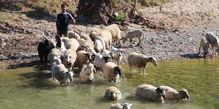 Köy hayatını tercih eden üniversite mezunu gencin hayali çiftlik kurmak