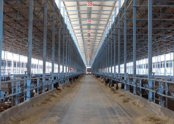 73 bin hayvan kapasiteli besi çiftliğinde hem et hem enerji üretiliyor