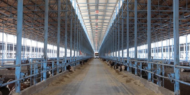 73 bin hayvan kapasiteli besi çiftliğinde hem et hem enerji üretiliyor