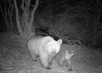 Eskişehir'de bozayı ve yavrusunun eğlenceli oyunu kameraya yansıdı