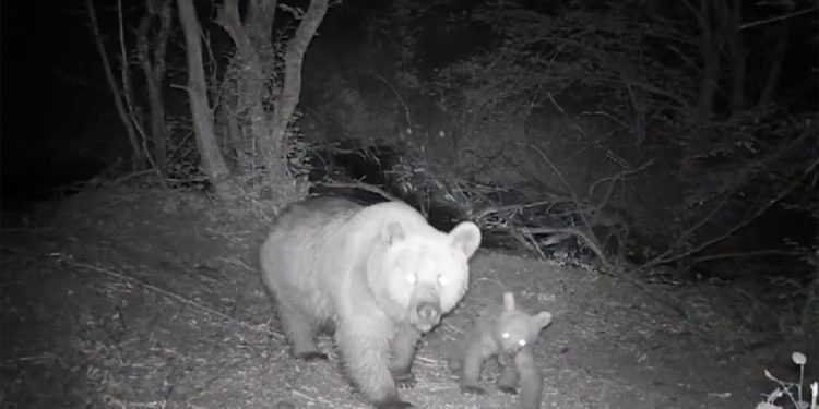 Eskişehir'de bozayı ve yavrusunun eğlenceli oyunu kameraya yansıdı