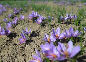 AB tescili, Safranbolu safranının değerini artıracak