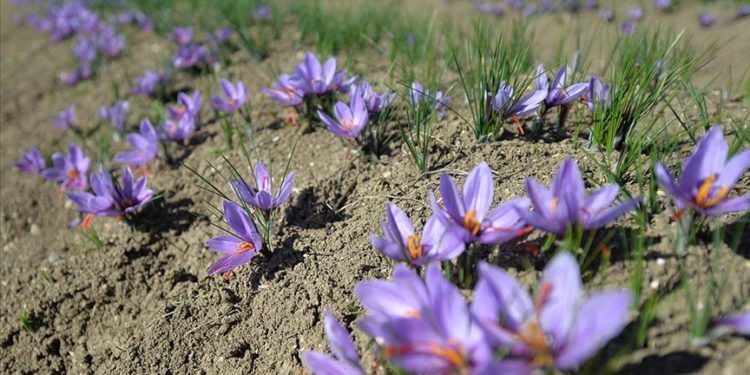 AB tescili, Safranbolu safranının değerini artıracak
