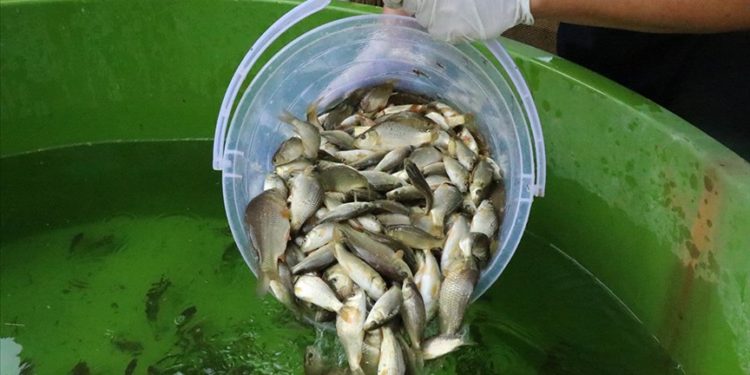 Bolu’daki balık üretim tesisi popülasyonun artışına katkı sağlıyor