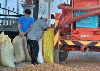 Fındık sezonunda tarımsal yaralanmalarda artış gözleniyor