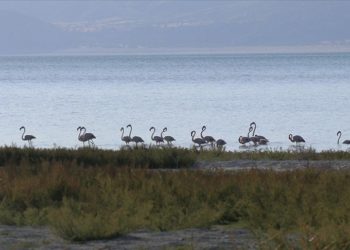 Burdur Gölü'nde beslenen flamingolar görüntülendi