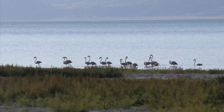 Burdur Gölü'nde beslenen flamingolar görüntülendi