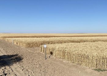 İç Anadolu’ya uygun alternatif hububat çeşitleri Malya’da deneniyor