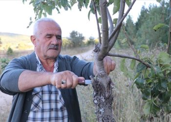 Emekli işçi köy yolundaki ağaçları meyve vermesi için gönüllü aşılıyor