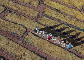 Afetzede kayısı üreticilerine 1 milyar liranın üzerinde hasar ödemesi gerçekleştirildi