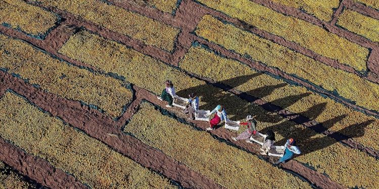 Afetzede kayısı üreticilerine 1 milyar liranın üzerinde hasar ödemesi gerçekleştirildi