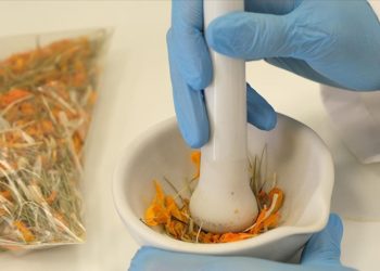 Hitit Üniversitesinde çiğdem çiçeğinin cilt hastalıklarının tedavisinde etkili olabileceği belirlendi