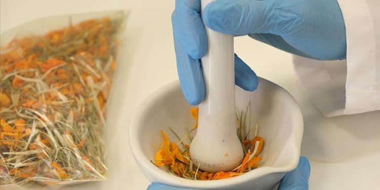 Hitit Üniversitesinde çiğdem çiçeğinin cilt hastalıklarının tedavisinde etkili olabileceği belirlendi