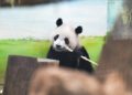 Araştırma: Hayvanat bahçesindeki pandalar "jetlag" yaşıyor olabilir